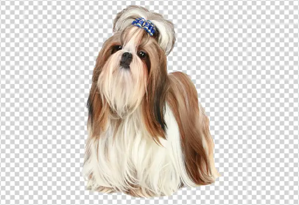 Cute Shih Tzu Dog with Blue Bow PNG Transparent Background