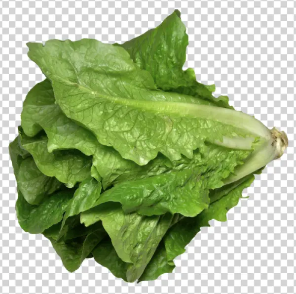 Fresh Romaine Lettuce PNG Transparent Background