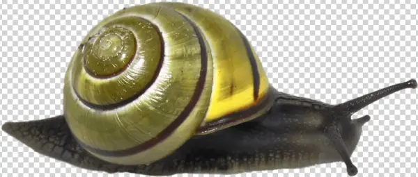 Garden Snail with Striped Shell PNG