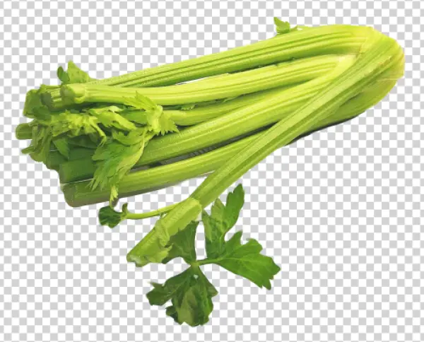 Fresh Green Celery Stalks PNG Transparent
