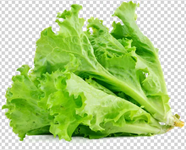 Fresh Green Lettuce PNG Transparent Background