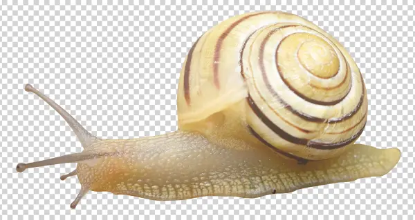 Garden Snail with Striped Shell PNG Transparent Background