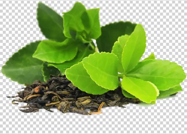 Fresh Green Tea Leaves and Dried Tea PNG Transparent Background