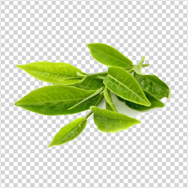 Fresh Green Tea Leaves PNG Transparent Background