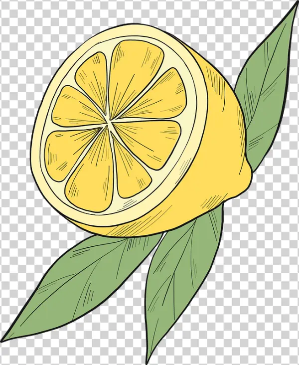 Hand Drawn Lemon Slice with Leaves PNG Transparent