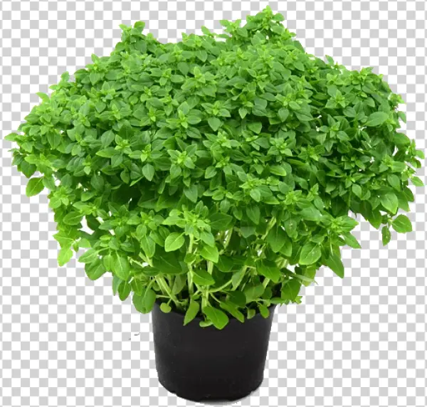 Basil Plant in Pot PNG Transparent Background