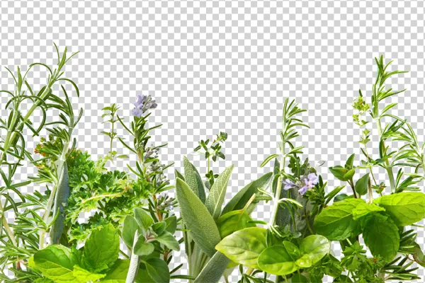 Assorted Culinary Herbs PNG Transparent Background