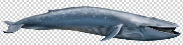 Blue Whale PNG Transparent Background