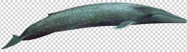 Blue-Gray Whale Transparent PNG