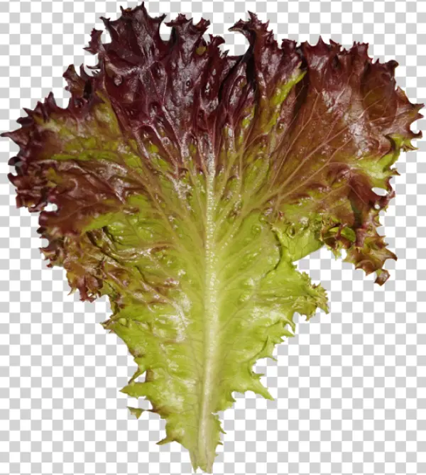 Red Leaf Lettuce PNG Transparent Background