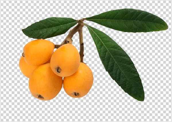 Ripe Loquats on Branch PNG Transparent