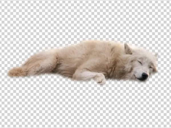 Sleeping White Wolf PNG Transparent Background