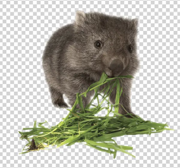 Baby Wombat Eating Grass PNG Transparent Background