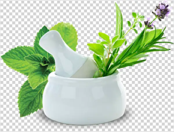 Mortar and Pestle with Fresh Herbs PNG