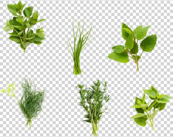 Assorted Fresh Herbs Transparent PNG