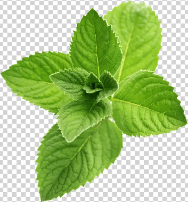 Fresh Mint Leaves PNG Transparent Background