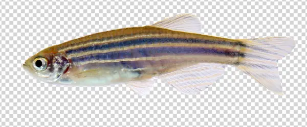 Zebrafish PNG Transparent Background
