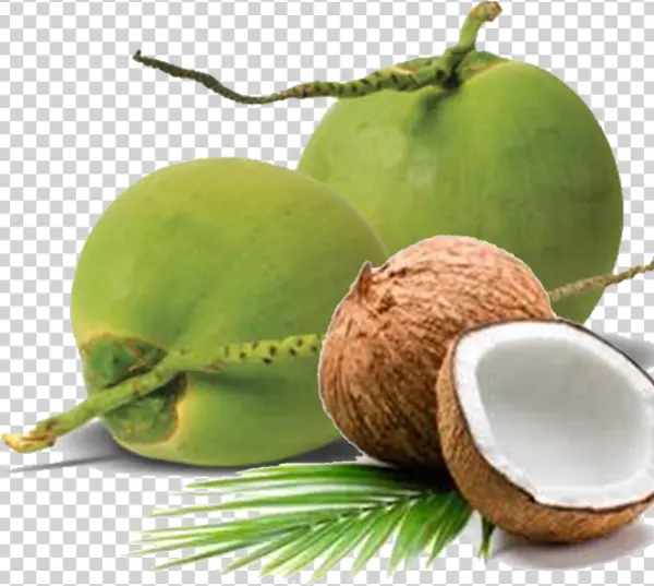 Fresh Coconuts and Palm Leaf PNG Transparent Background
