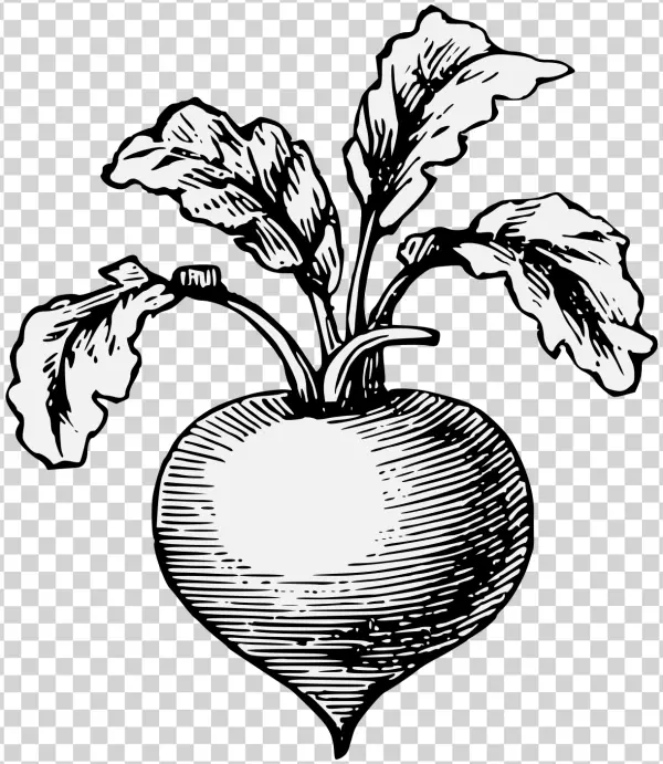 Beetroot Woodcut Illustration PNG Transparent Background