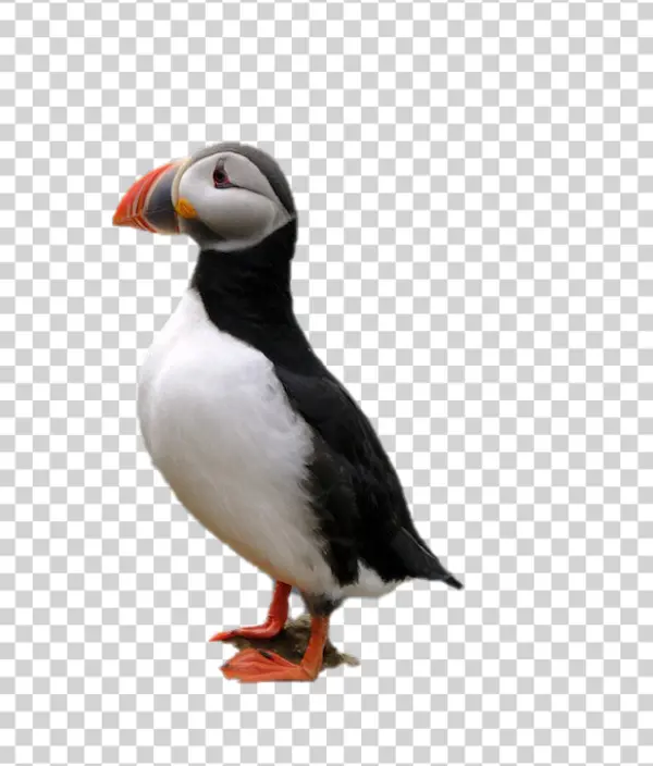 Atlantic Puffin Bird Transparent PNG