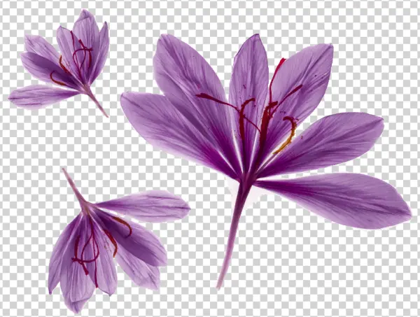 Saffron Flowers PNG Transparent Background