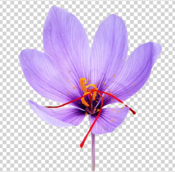 Purple Saffron Flower Transparent PNG