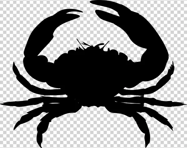 Blank Transparent PNG Image