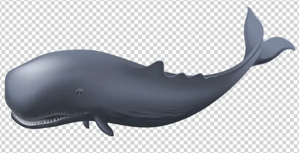 Sperm Whale Transparent Background PNG