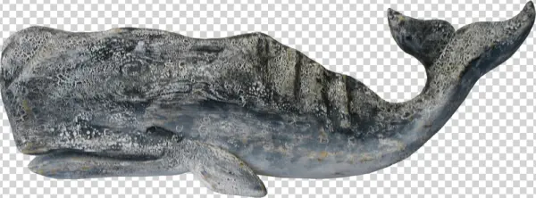 Weathered Sperm Whale PNG Transparent Background