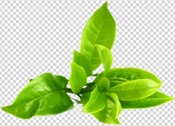 Fresh Green Tea Leaves PNG