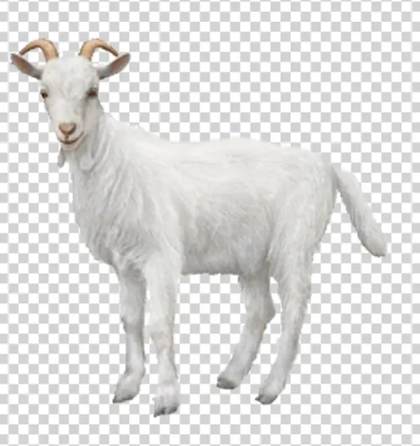 White Goat PNG Transparent Background