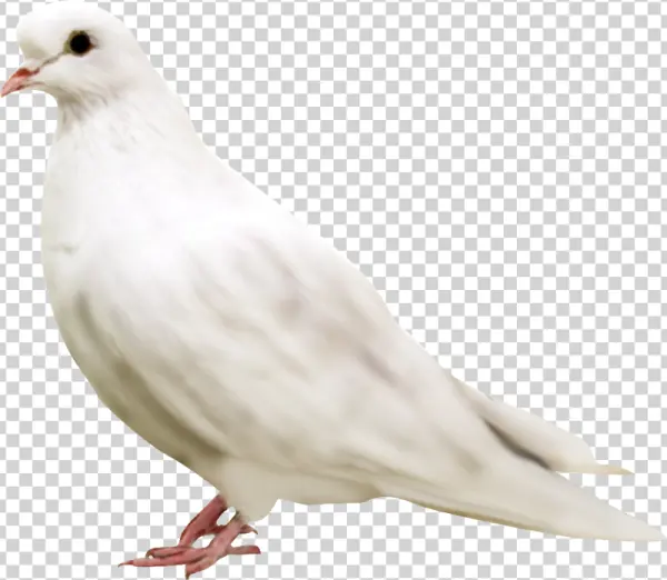 White Dove PNG Transparent Background