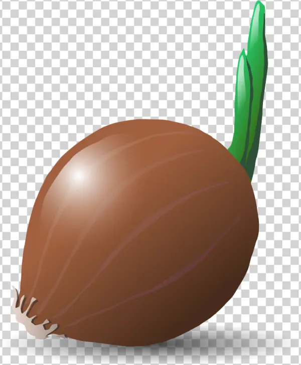 Sprouted Onion PNG Transparent Background