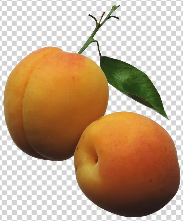 Fresh Apricots with Stem and Leaf PNG