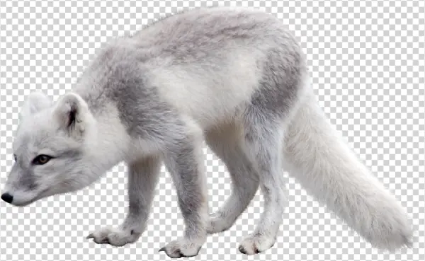 Arctic Fox PNG Transparent Background