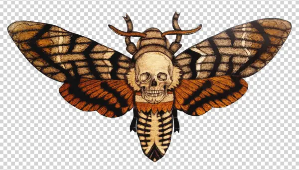 Death's-head Hawkmoth Skull PNG Transparent Background