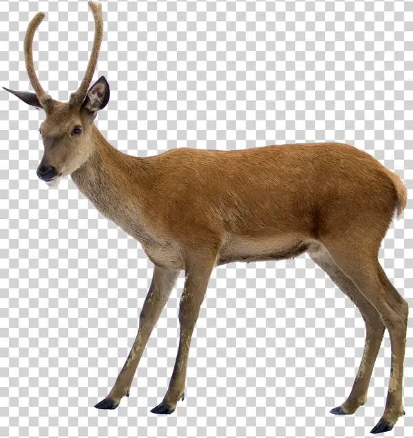 Young Deer with Small Antlers PNG Transparent Background