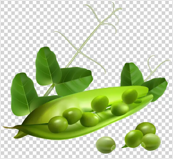 Fresh Green Pea Pod and Peas PNG Transparent