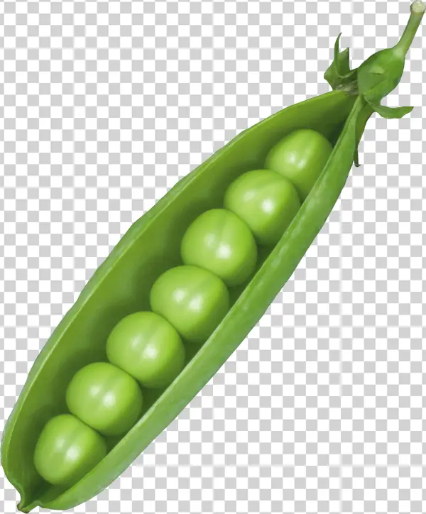 Open Pea Pod with Fresh Green Peas PNG