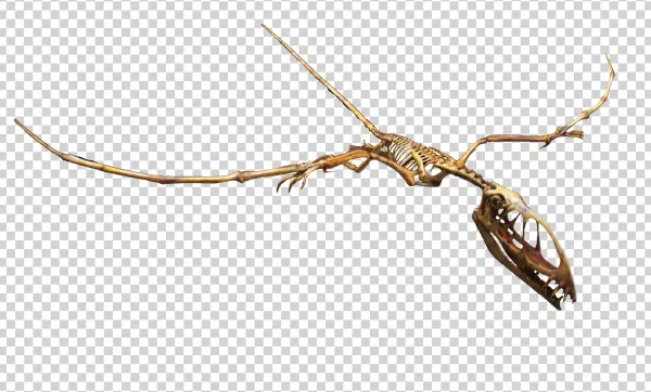 Pterodactyl Skeleton PNG Transparent Background