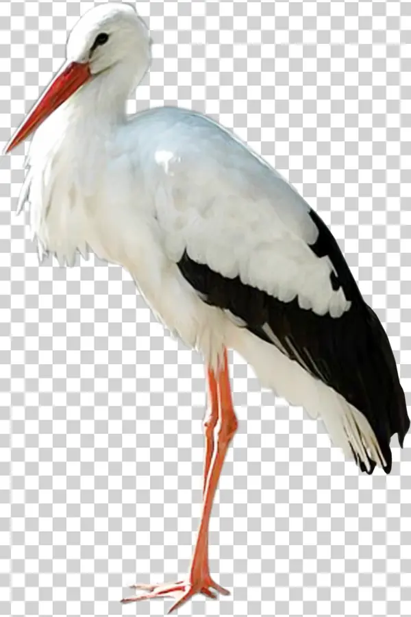 White Stork PNG Transparent Background