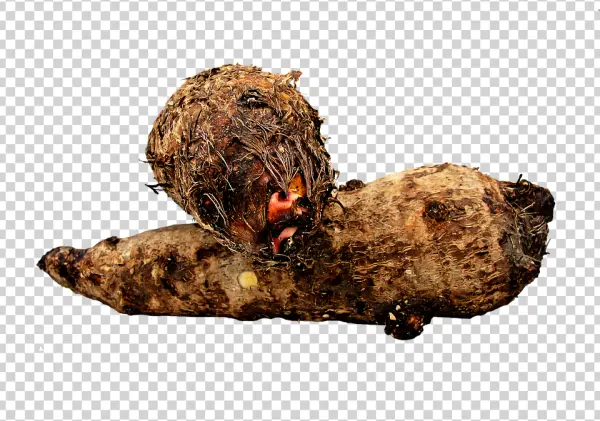 Raw Taro Root PNG Transparent Background