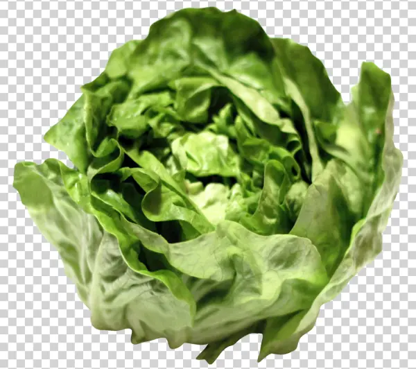 Fresh Green Lettuce Head PNG Transparent Background