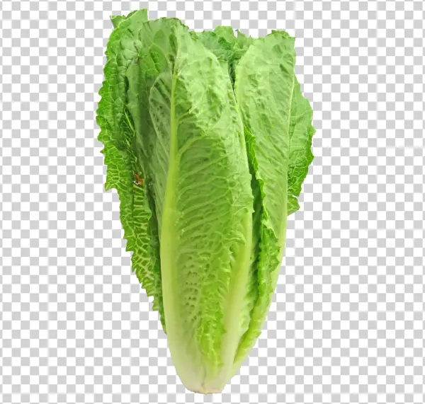 Fresh Romaine Lettuce PNG Transparent Background