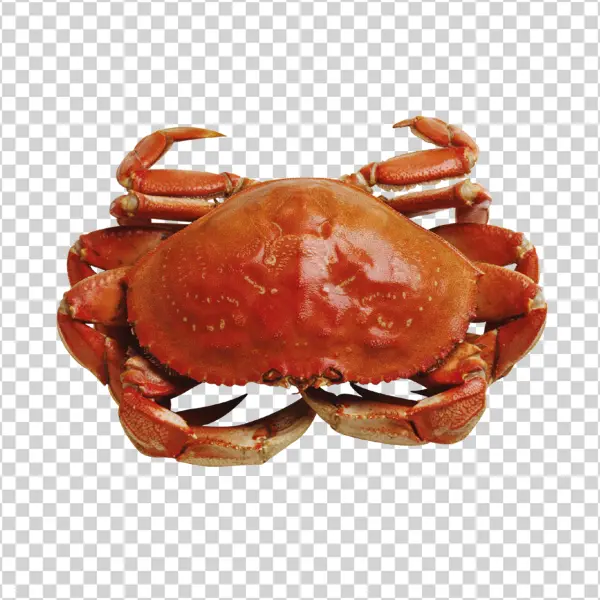 Cooked Crab PNG Transparent Background