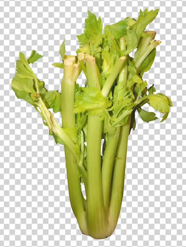 Fresh Green Celery Stalks PNG Transparent Background