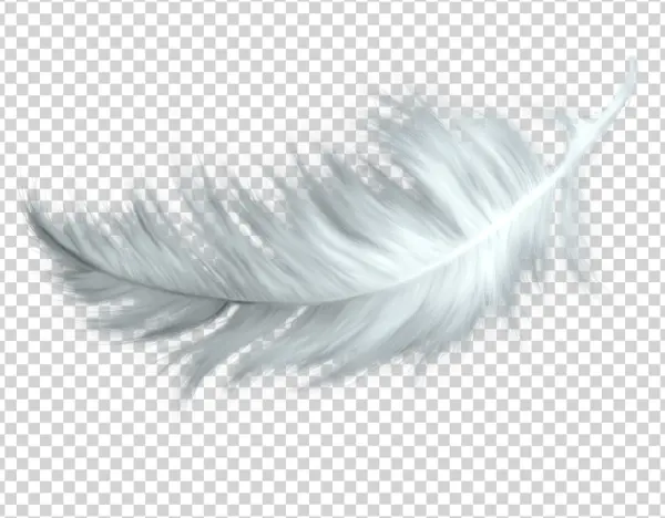 White Feather PNG Transparent Background