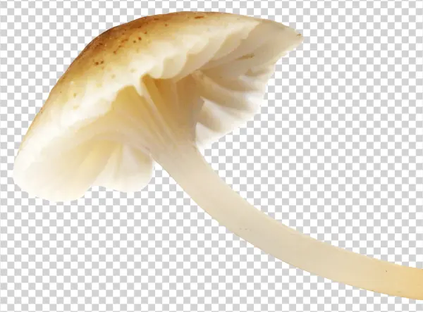 Wild Mushroom PNG Transparent Background