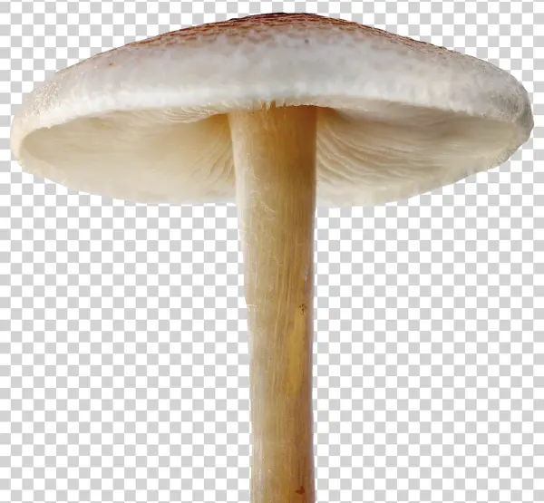 Mushroom PNG Transparent Background