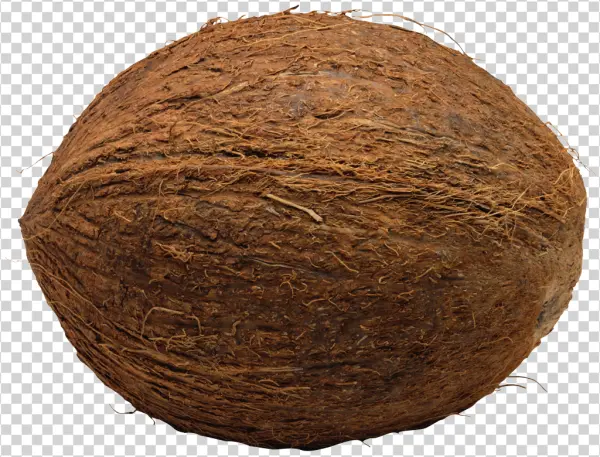 Whole Coconut PNG Transparent Background